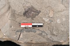 Foto (Detailansicht) von Cassia ambigua Unger (NHMW-GEO-2024-0188-8060b)